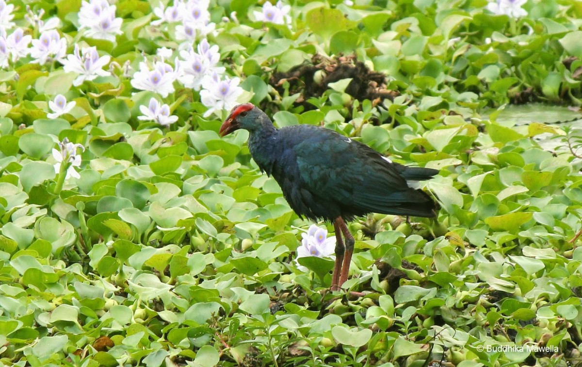 Porphyrio poliocephalus Latham, 1801